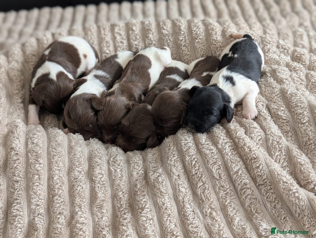 English Springer Spaniel dogs for sale: Springer Spaniel Puppies For Sale! - Image 1
