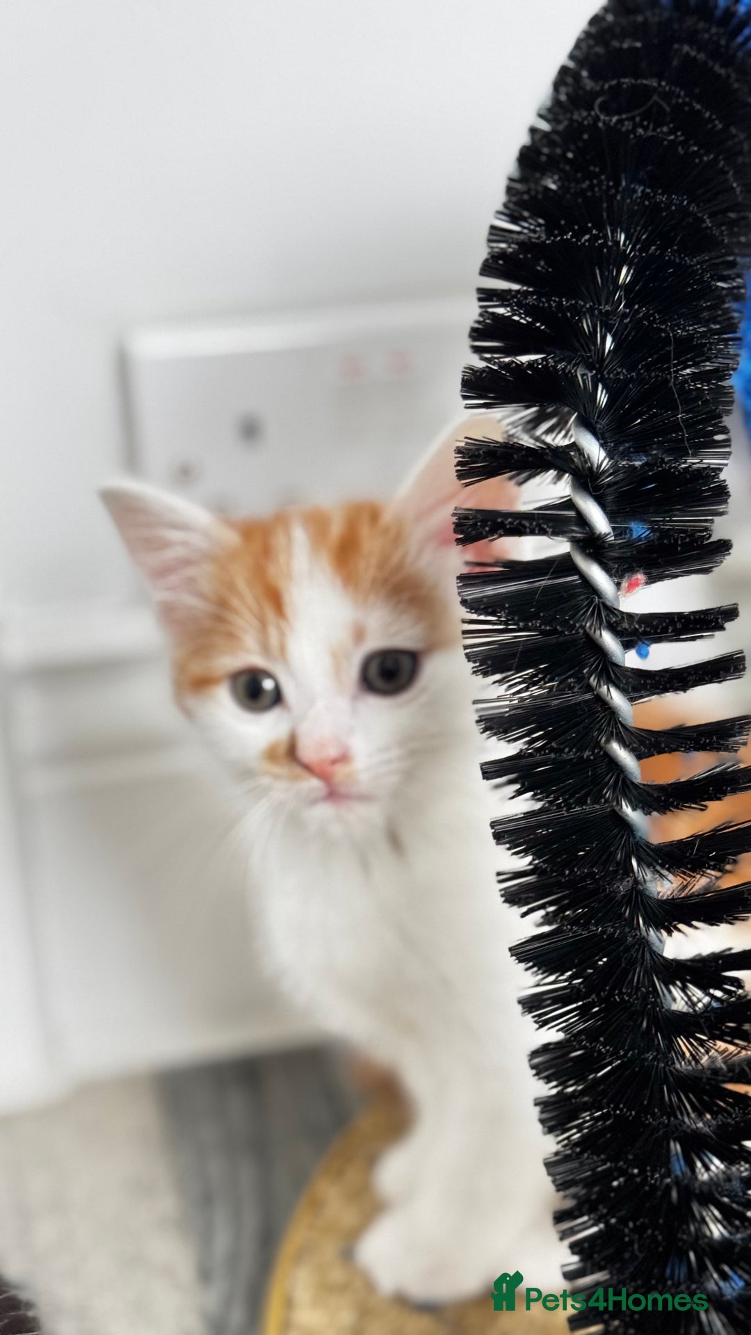 Domestic Shorthair cats for sale: Beautiful and adorable kittens for sale☺️ - Image 8