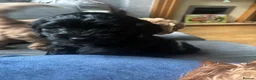 Cockapoo dogs for sale: Gorgeous Cockalier/Toy poodle pups - Advert 5