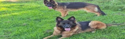 German Shepherd dogs for sale: Stunning GSD Puppies – KC Registered –  DM Clear - Advert 12
