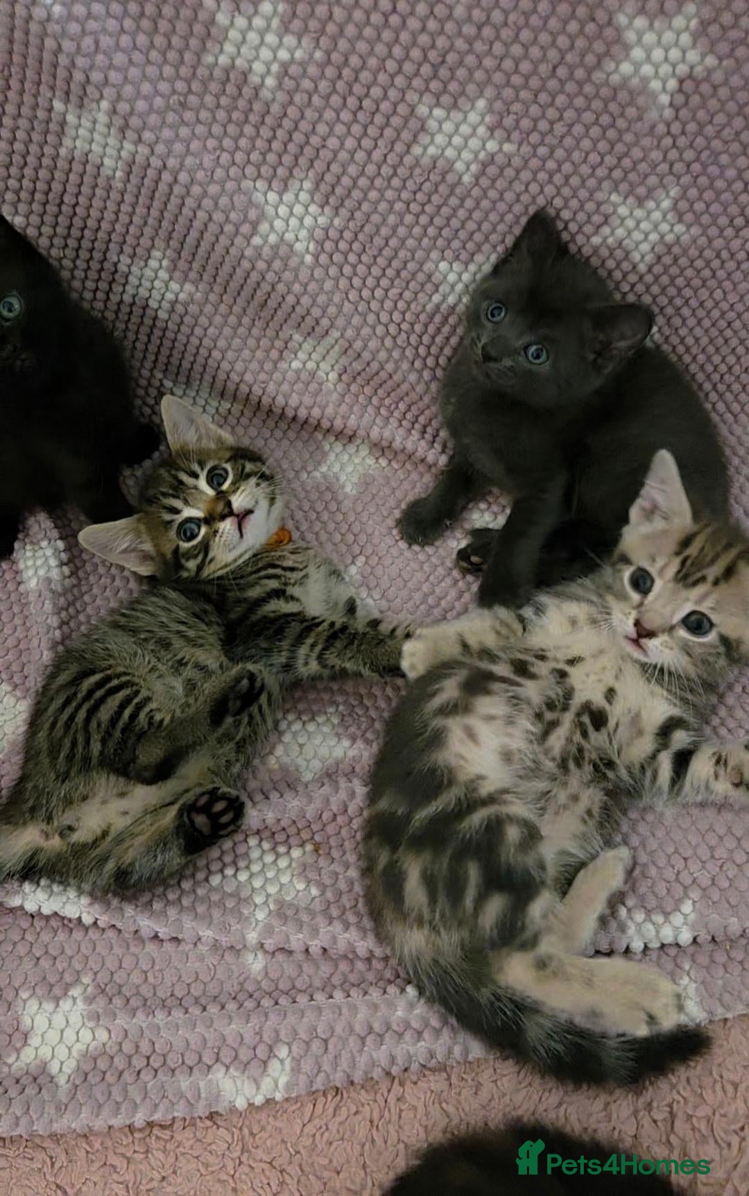 Mixed Breed cats Beautiful kittens looking for their forever homes  - Advert 2