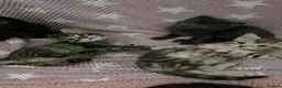 Mixed Breed cats for sale: Beautiful kittens looking for their forever homes  - Advert 1