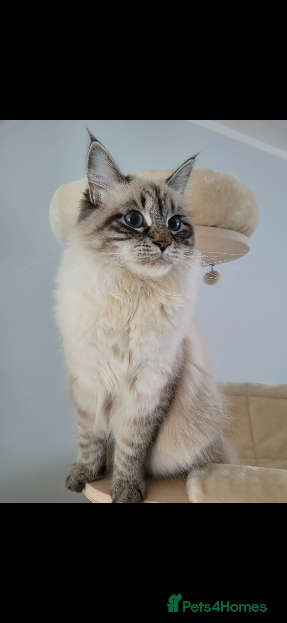 Siberian cats 🏆Championship Line Kittens. Dual Registered 🏆  - Advert 2