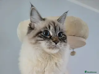 Siberian cats 🏆Championship Line Kittens. Dual Registered 🏆 - Advert 1