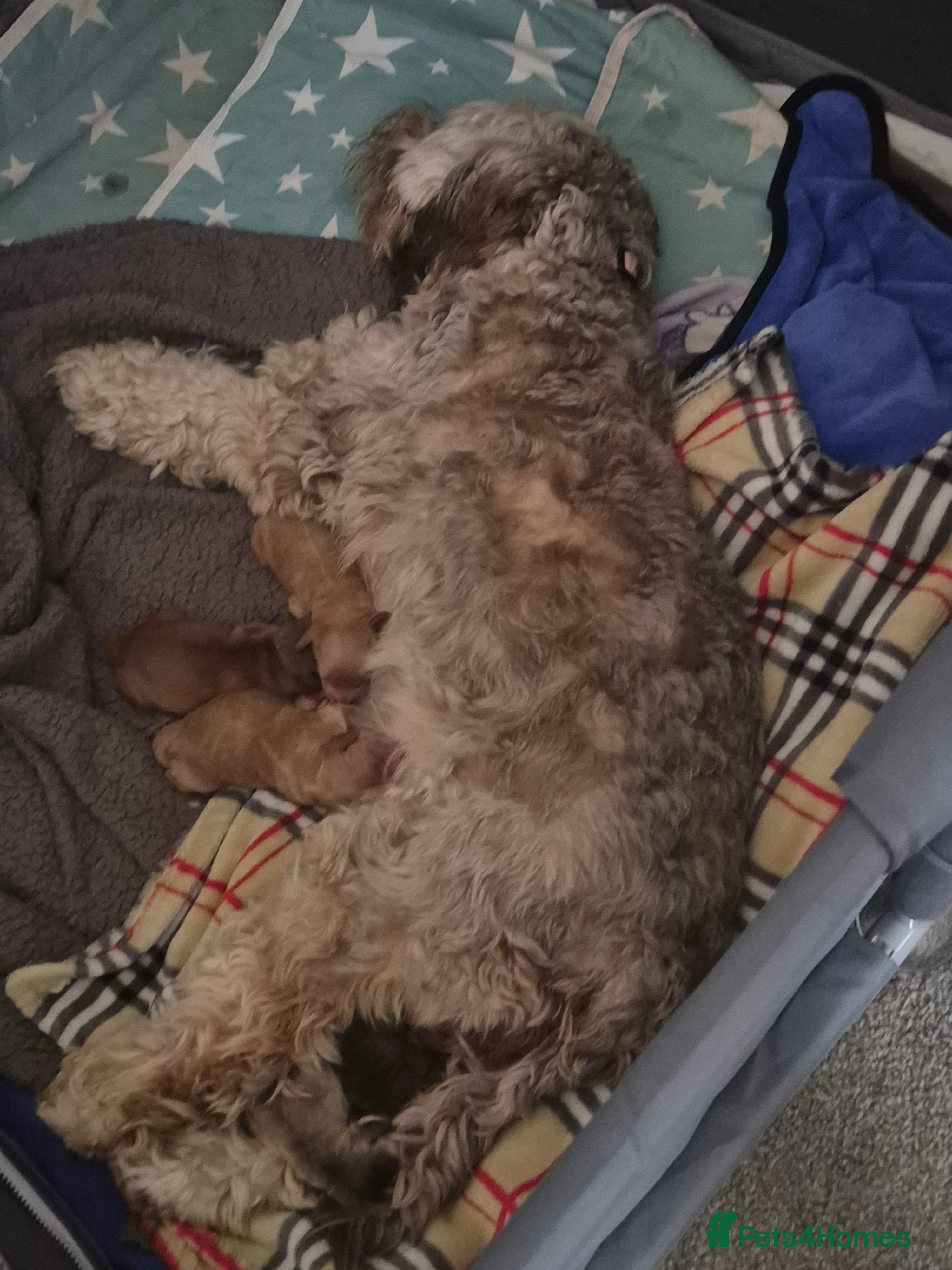 Cockapoo dogs Beautiful cockapoo f2 puppies - Advert 1