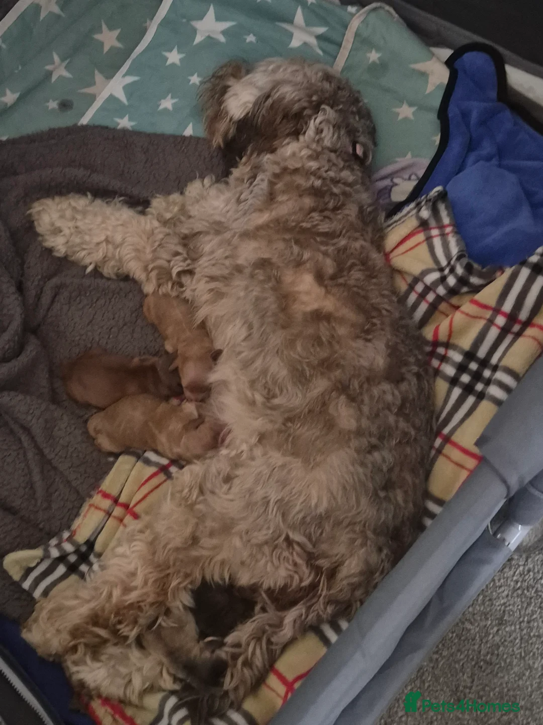 Cockapoo dogs for sale: Beautiful cockapoo f2 puppies - Advert 1