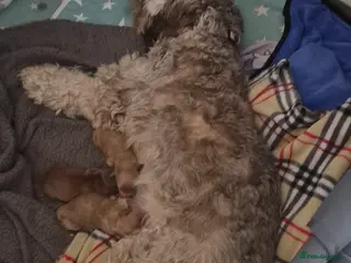 Cockapoo dogs Beautiful cockapoo f2 puppies - Advert 1