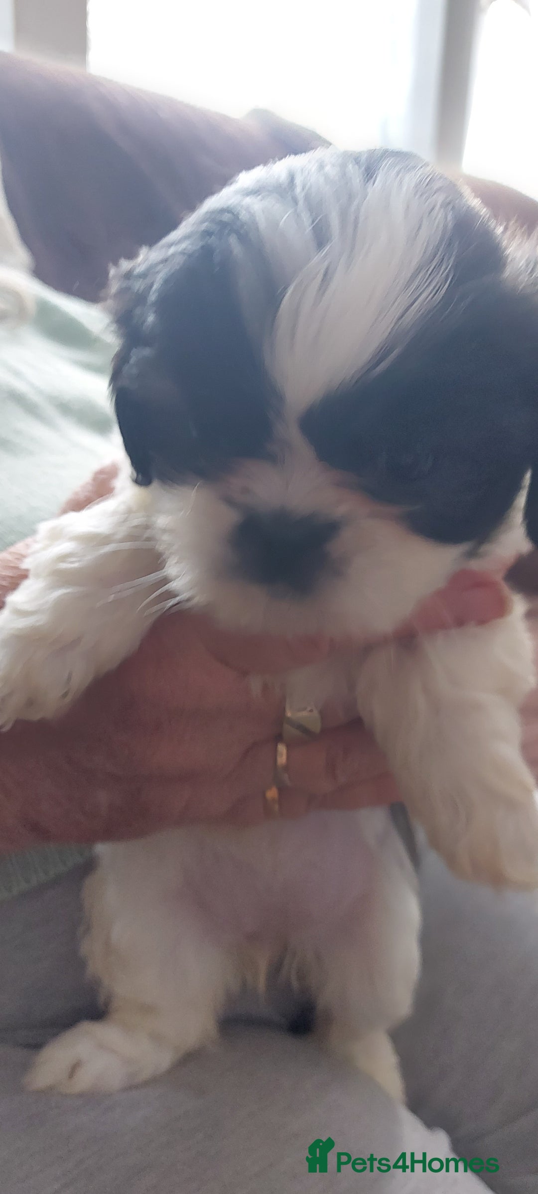 Shih Tzu dogs for sale: Shitz shu  - Image 1