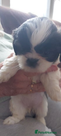 Shih Tzu dogs - Advert 5