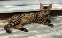Bengal cats for sale: Boy and a girl bangle Kittin for sale - Image 8