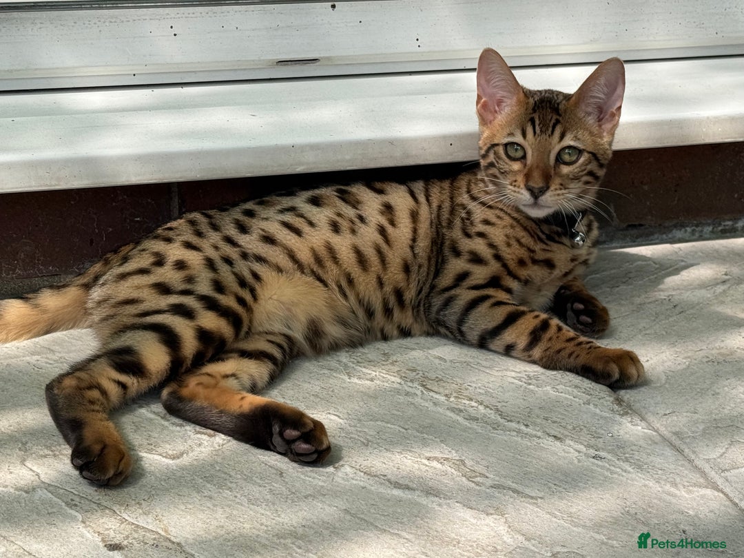 Bengal cats for sale: Boy and a girl bangle Kittin for sale - Image 8