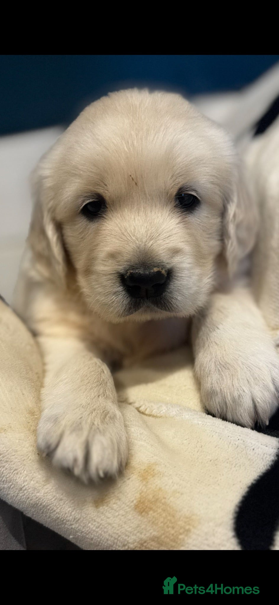 Golden Retriever dogs 9 exceptional Golden retriever  - Advert 2