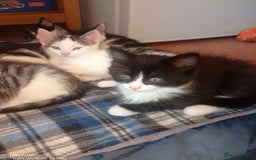 Mixed Breed cats for sale: 9 adorable Disney kitten couples  - Image 4
