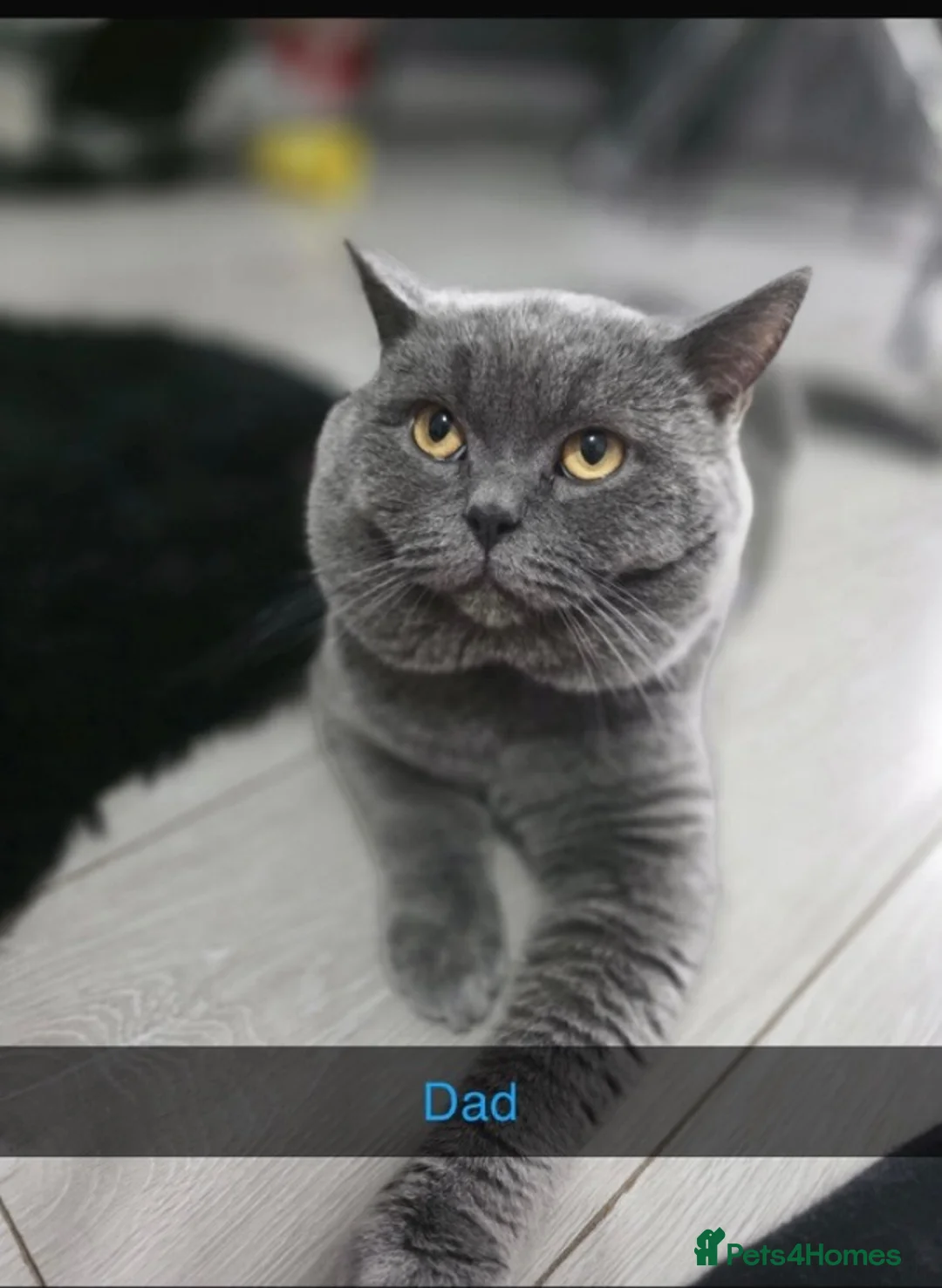 British Longhair cats for sale: British shorthaired kittens  - Advert 2