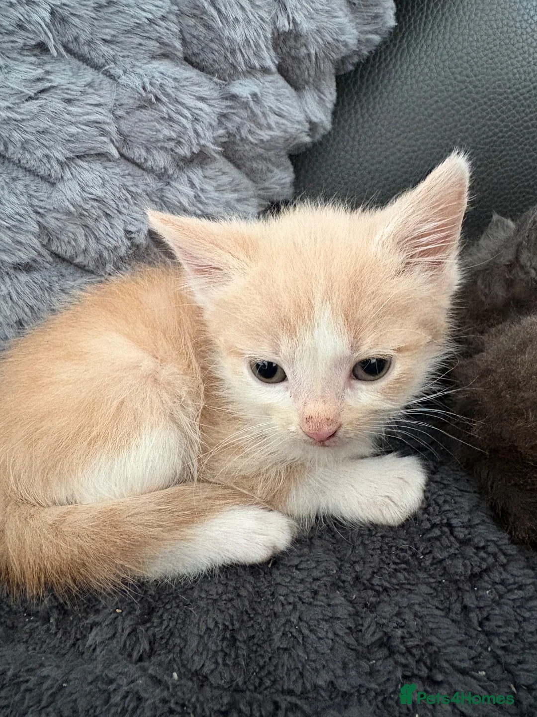Mixed Breed cats for sale: Kitten - Advert 2