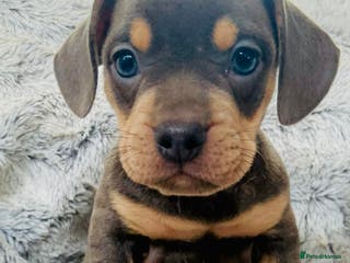 Mixed Breed dogs Bulldog x Mini Dachshund Puppies - Advert 2