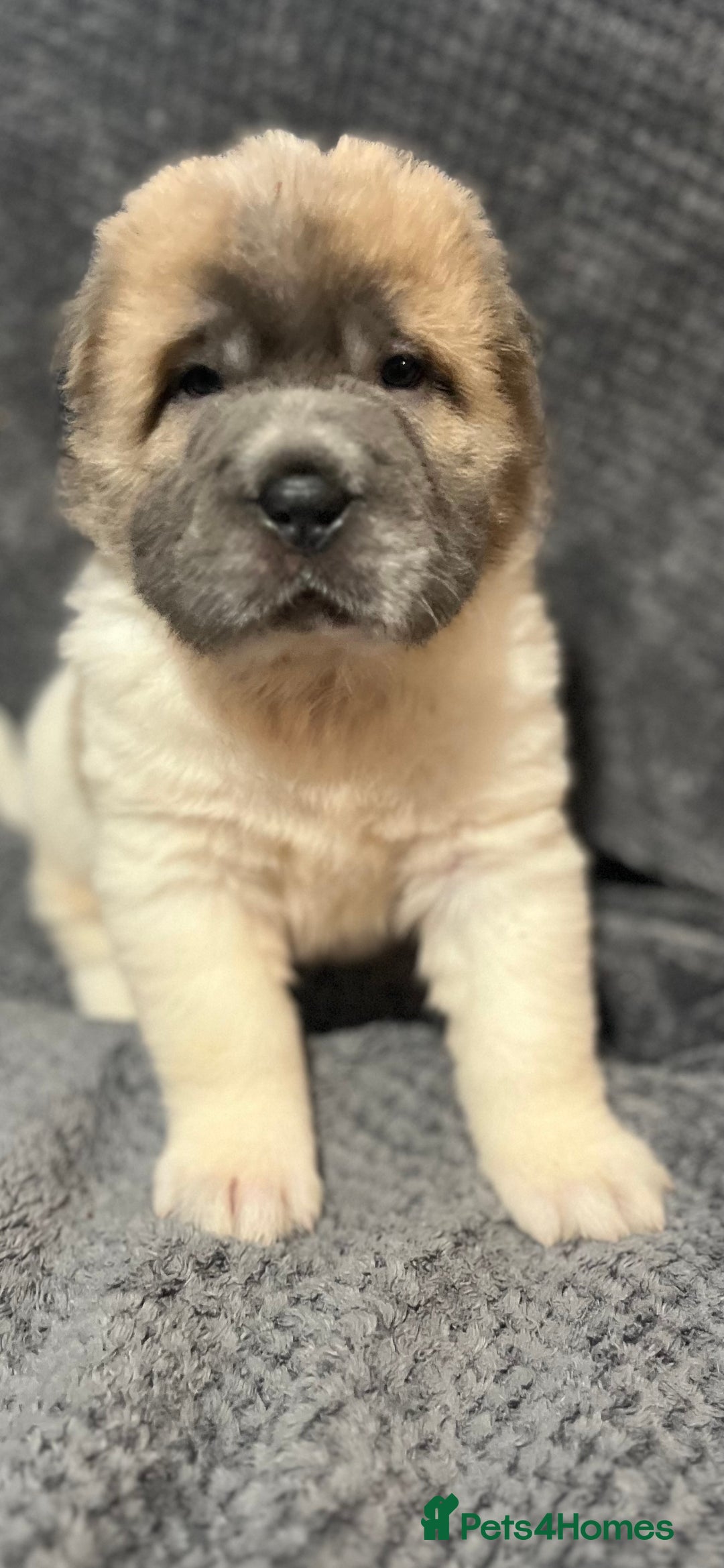 Shar Pei dogs for sale: Ready now amazing bear coat !!!!  - Advert 28