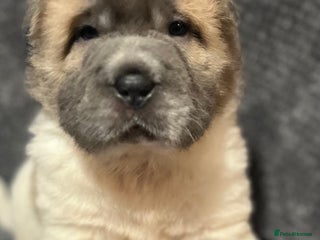 Shar Pei dogs Amazing flower bear coat !!! - Advert 4