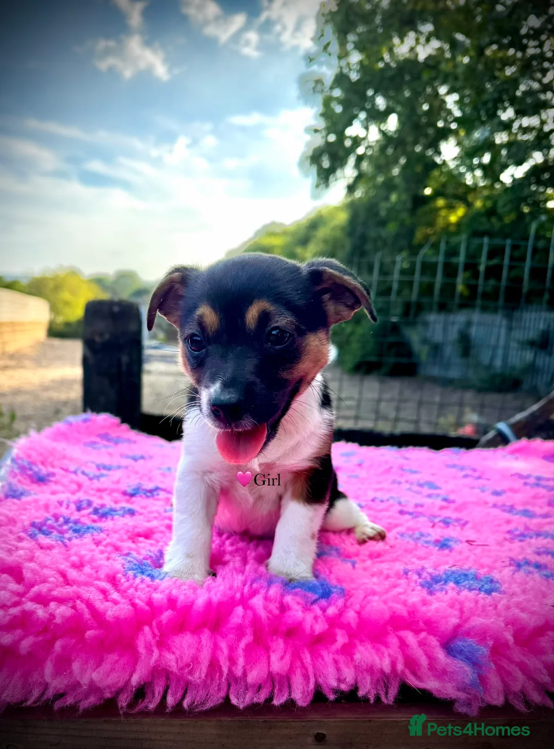 Jack Russell dogs for sale: Beautiful jack pups  in Pontefract - Advert 2