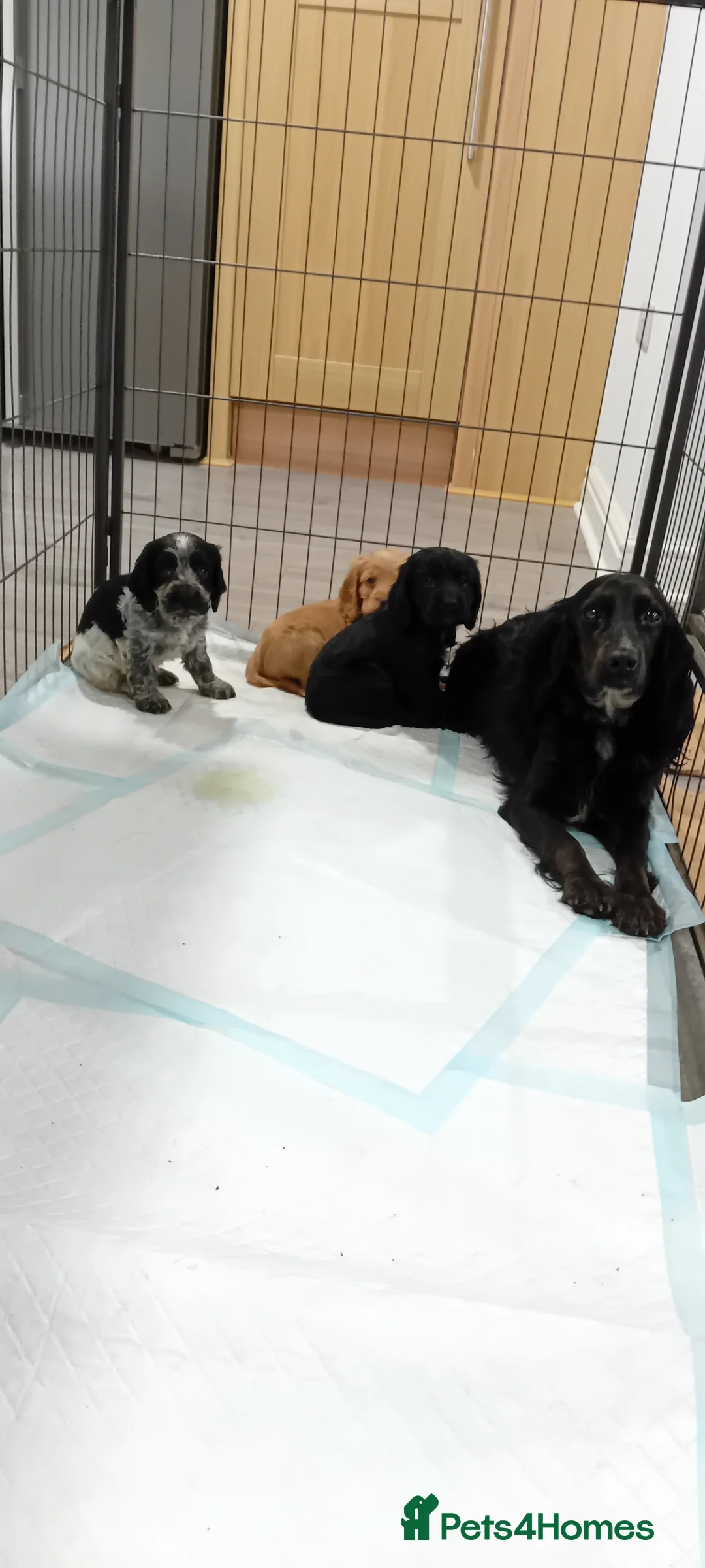 Cocker Spaniel dogs for sale: QUALITY COCKER SPANIAL PUPPIES - VARIOUS COLOURS - Advert 13