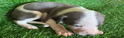 Whippet dogs for sale: ✨ EXCEPTIONAL PEDIGREE WHIPPETS  - Advert 16