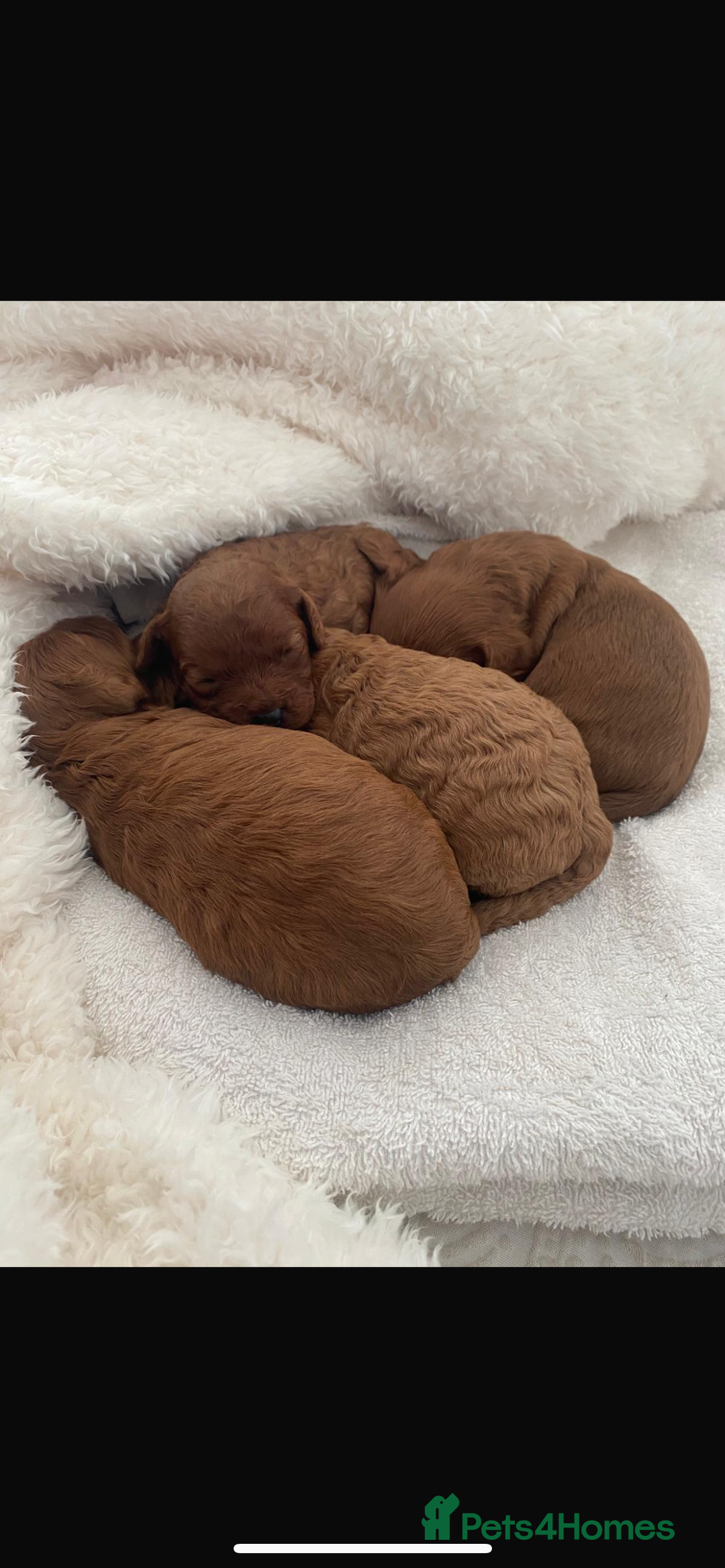Cavapoo dogs for sale: Cavapoo puppies for sale  - Image 5
