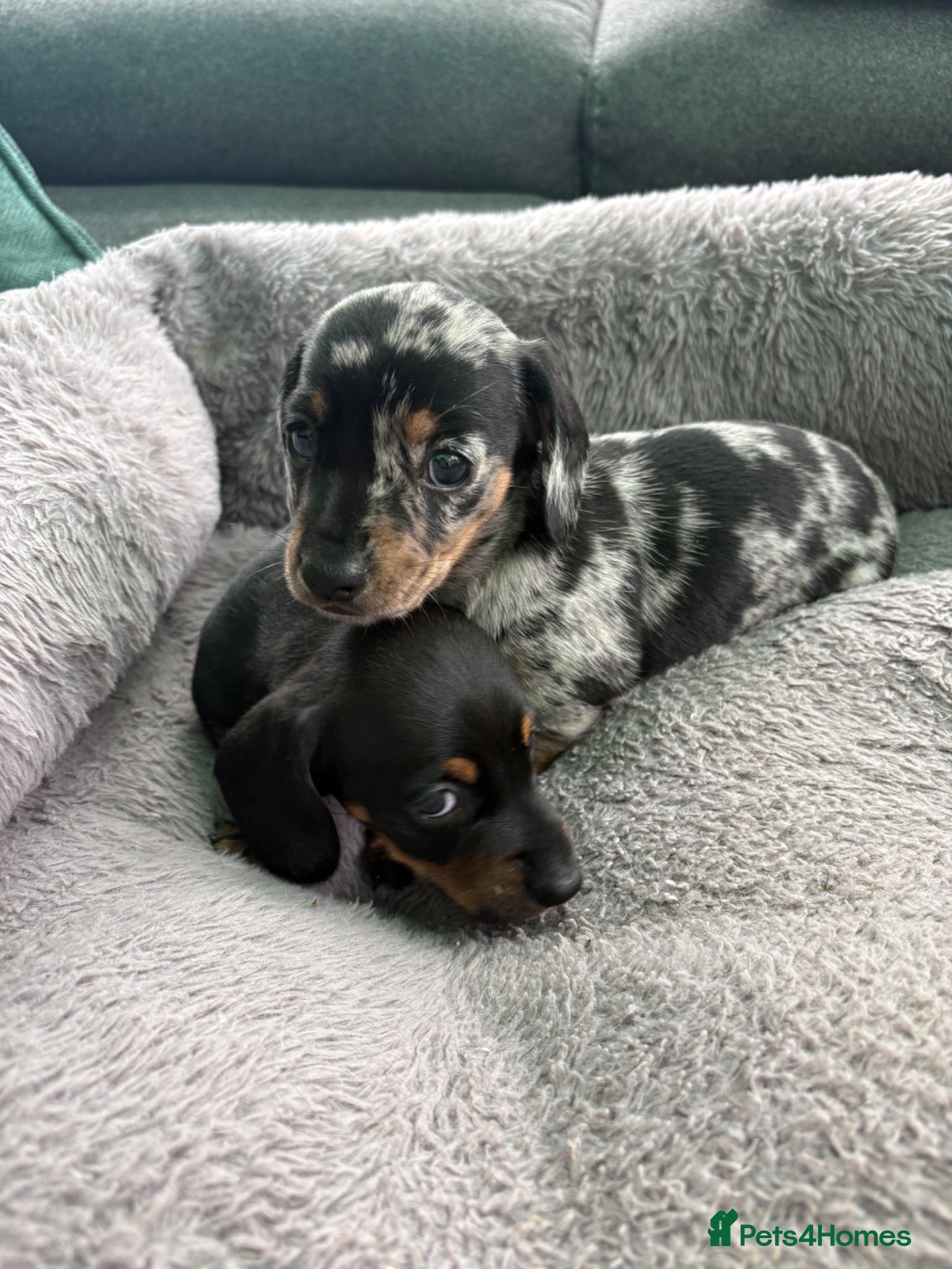 Miniature Dachshund dogs Silver dapple miniature dachshund ♥️ - Advert 2