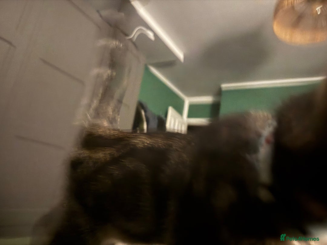 Maine Coon cats for sale: Maine Coone X Bengal - Advert 3