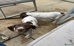 German Shorthaired Pointer dogs for sale: German shorthaired pointer - Image 7