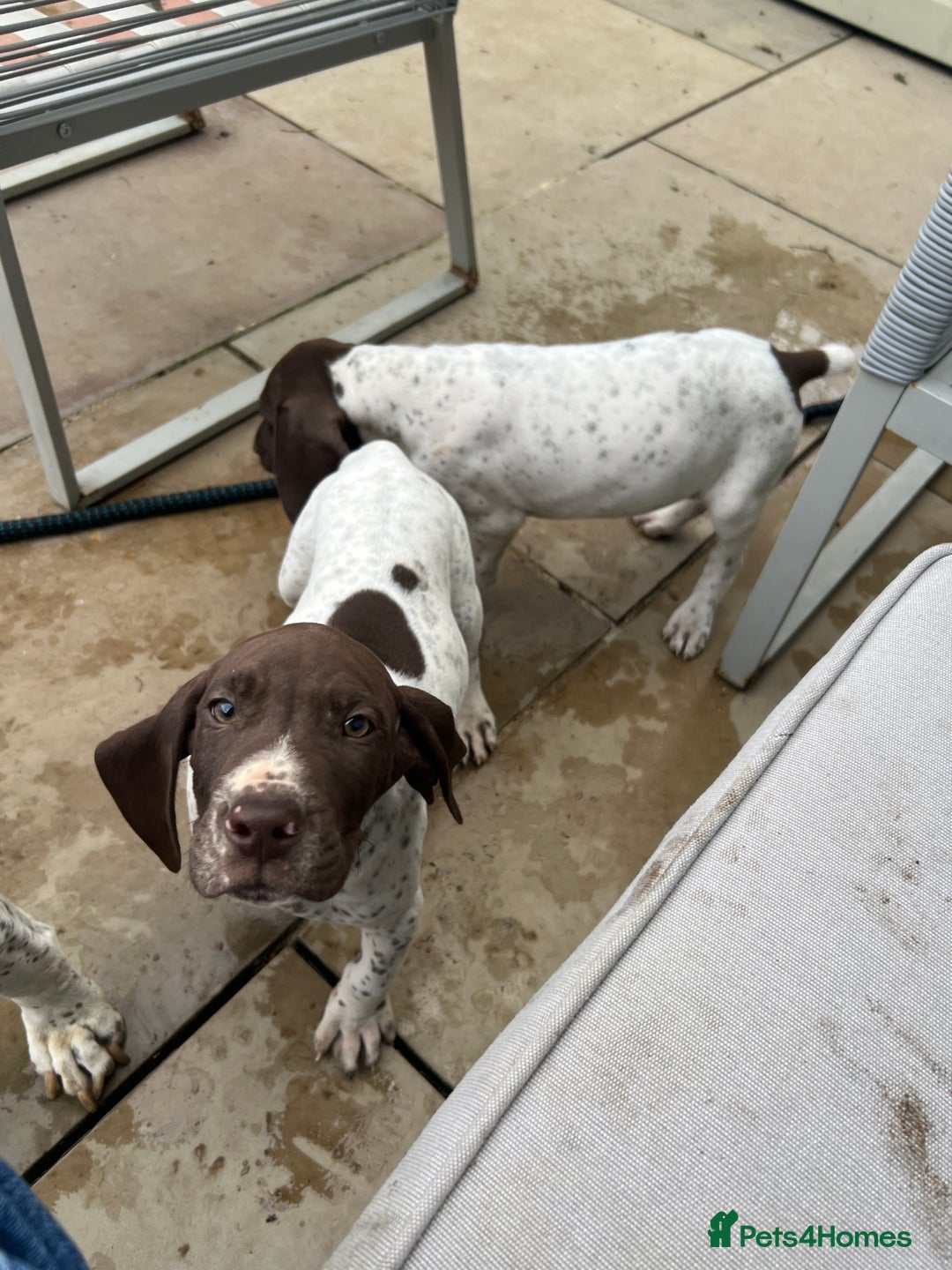 German Shorthaired Pointer dogs for sale: German shorthaired pointer - Image 7