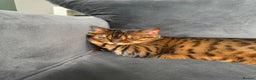 Bengal cats for sale: 2 female bengal cats 8 & 6 - Advert 8