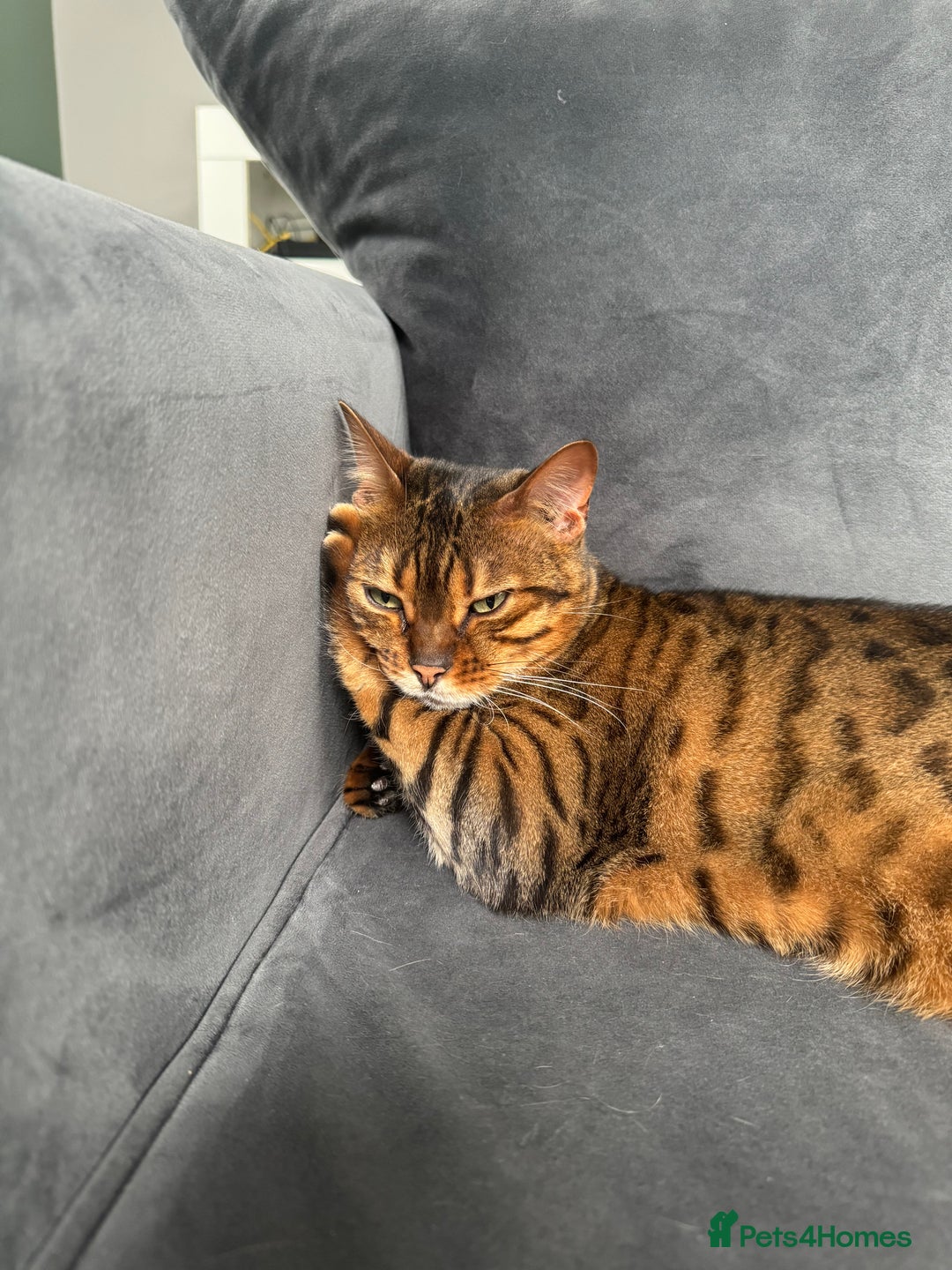 Bengal cats for sale: 2 female bengal cats 8 & 6 - Image 8
