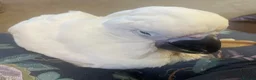 Parrots birds for sale: Hand reared baby boy umbrella cockatoo - Advert 10