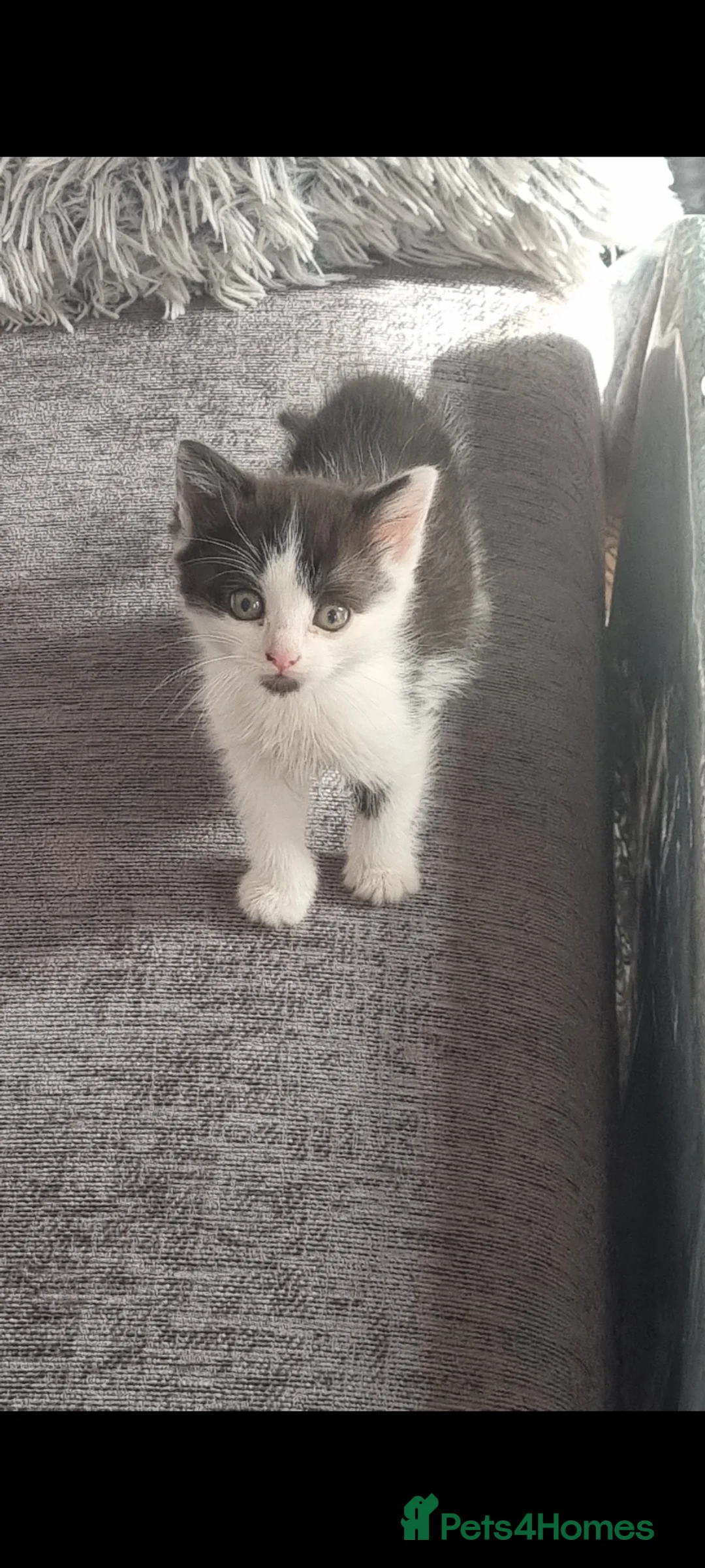 Mixed Breed cats for sale: 4 kittens need rehoming  - Advert 15