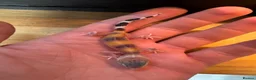 Leopard Gecko reptiles for sale: Baby geckos  - Advert 3