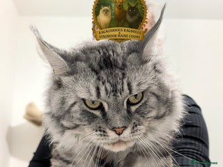 Maine Coon cats Championship European line Black Silver Tabby Stud - Advert 8