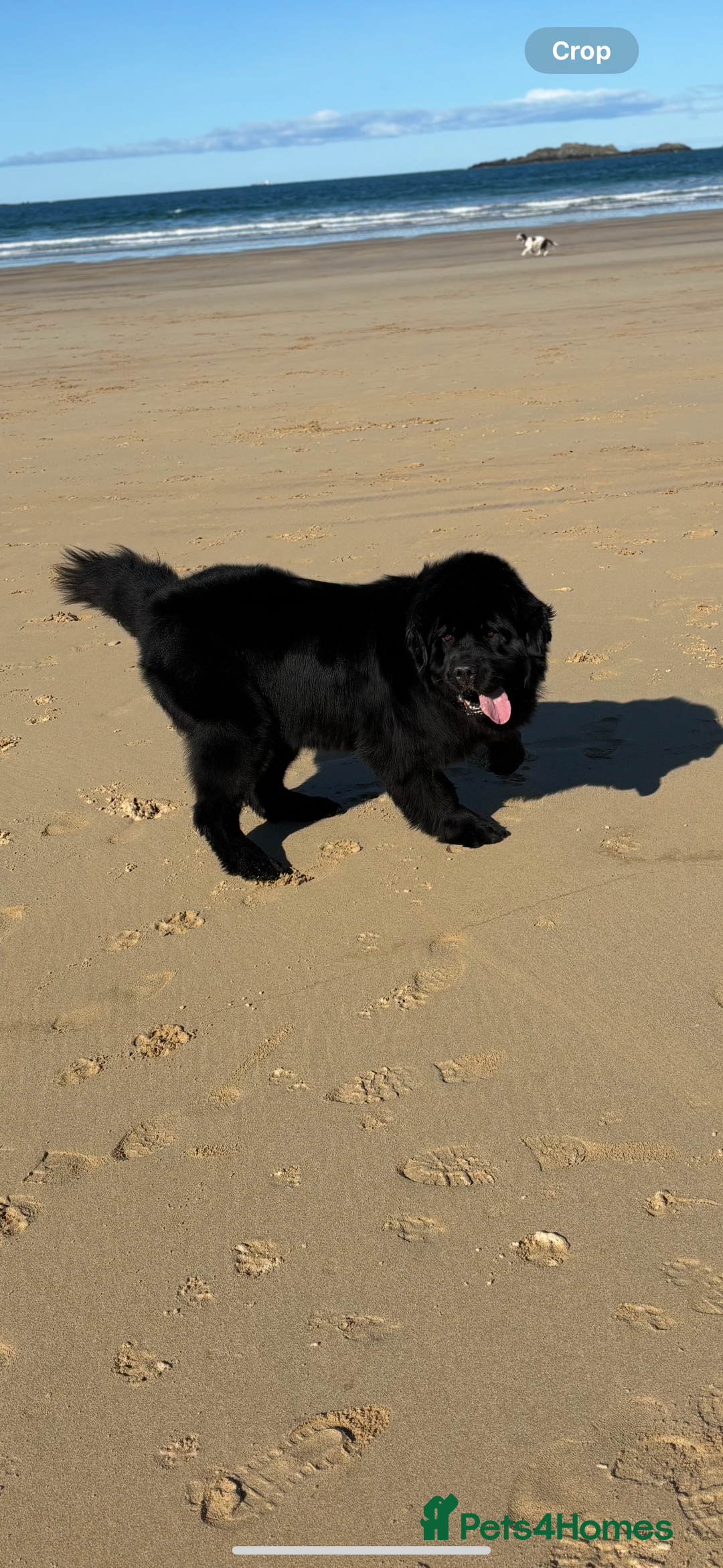 Newfoundland dogs for sale: Chunky Newfoundland puppies - Advert 2