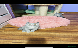 Scottish Fold cats for sale: Beautiful litter of Scottish fold  😍 - Image 21