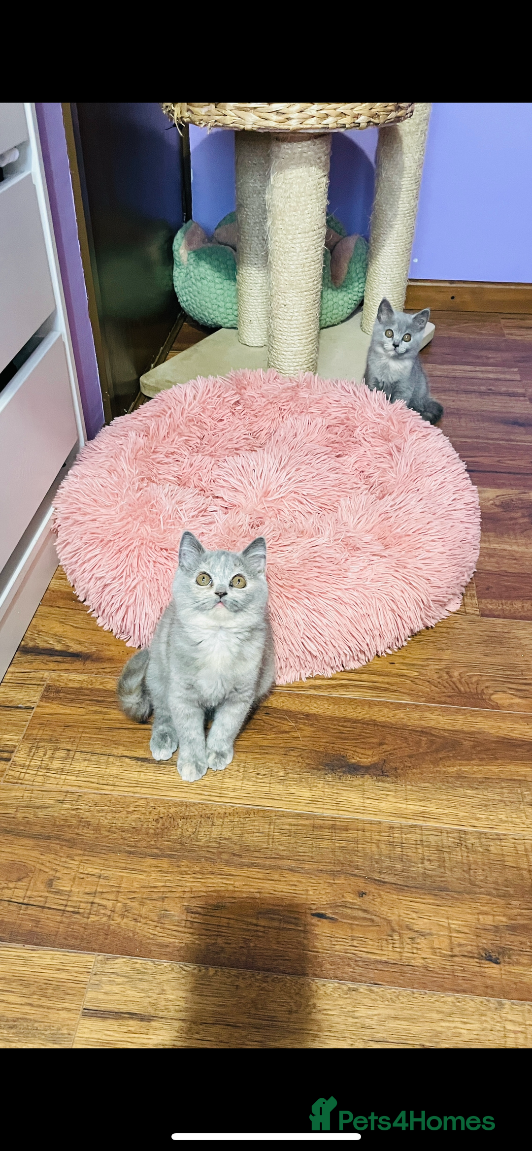 Scottish Fold cats for sale: Beautiful litter of Scottish fold  😍 - Image 21