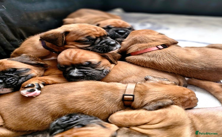 Boxer dogs - Advert 1