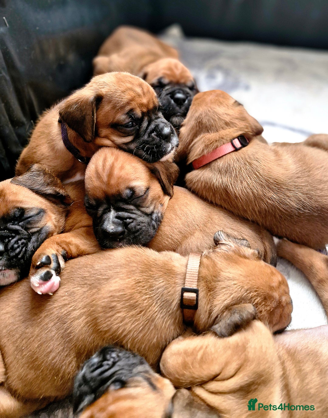 Boxer dogs for sale: Gorgeous Litter of 9 KC Registered Boxer Puppies - Image 1