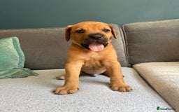 Mixed Breed dogs for sale: Puppies looking for forever homes 🏡 - Image 7