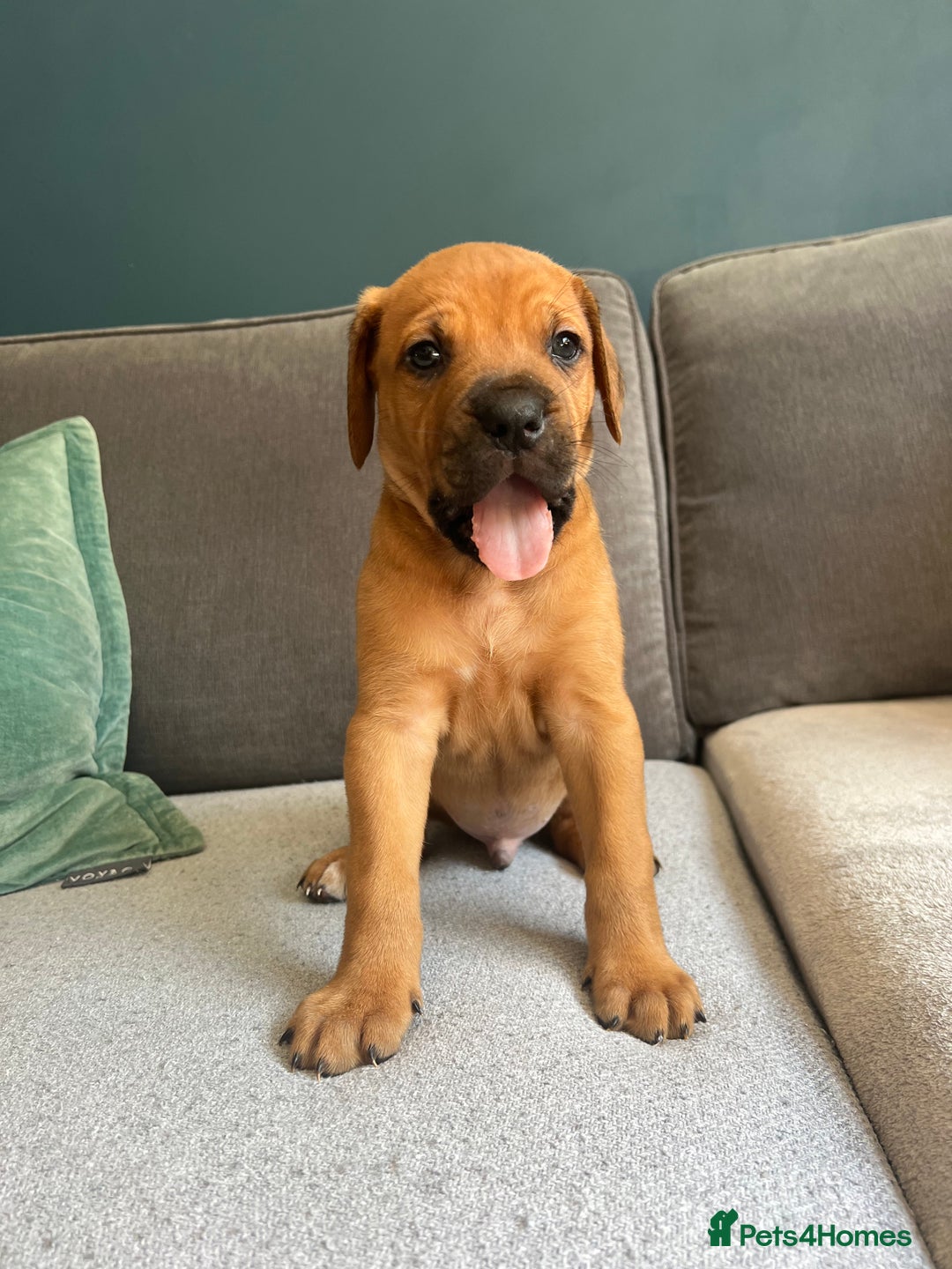 Mixed Breed dogs for sale: Puppies looking for forever homes 🏡 - Image 7