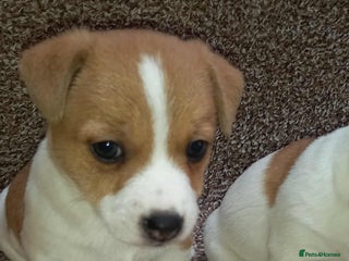 Jack Russell dogs - Advert 8