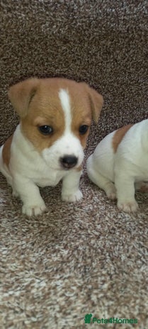 Jack Russell dogs - Advert 2