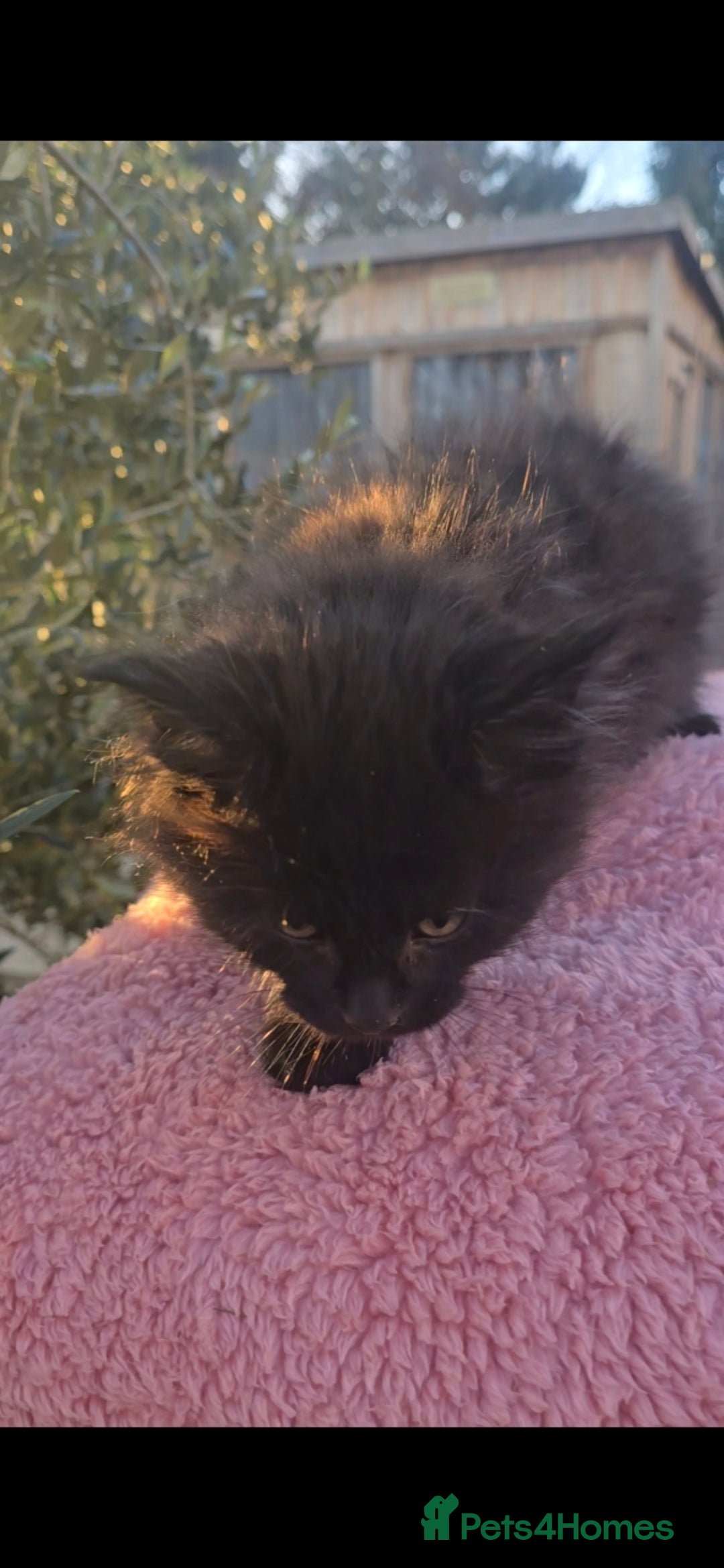 Maine Coon cats for sale: THREE LOVELY MAINE COON GIRLS AVAILABLE. - Advert 6