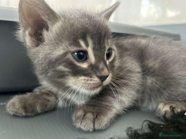 Bengal cats - Advert 1