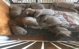 Weimaraner dogs for sale: Stunning Weimareners - Image 10