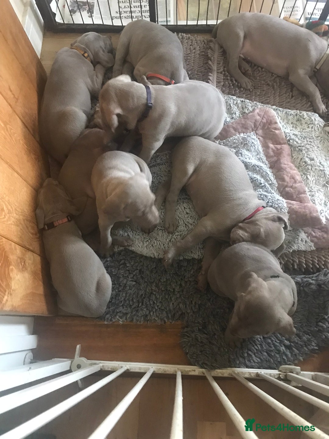 Weimaraner dogs for sale: Stunning Weimareners - Image 10