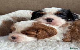 Cavalier King Charles Spaniel dogs for sale: Exstensively Health Tested Cavalier King Charle - Image 12